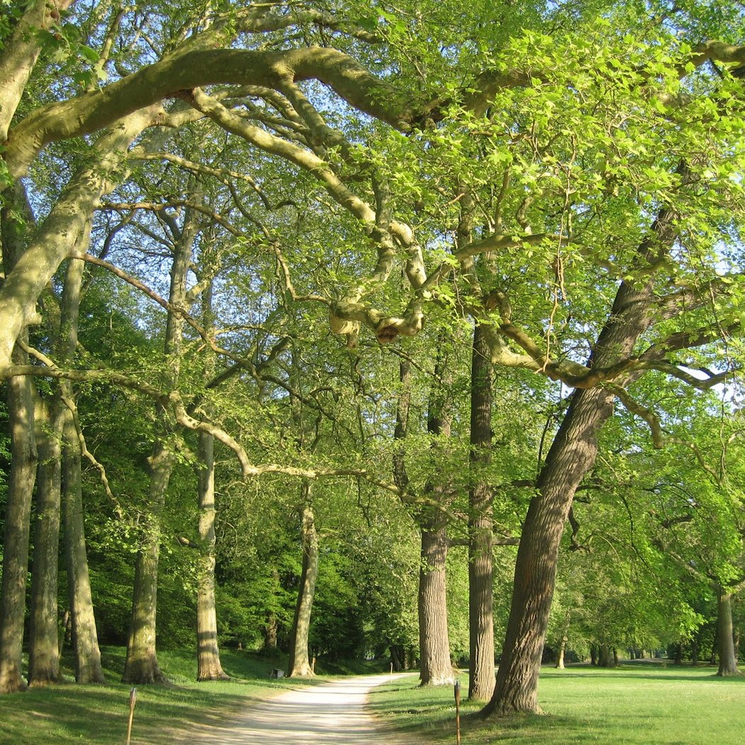 Arboretum de Segrez 1
